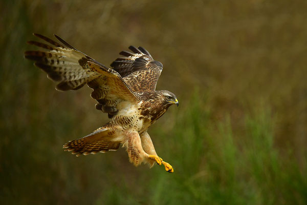Mäusebussard