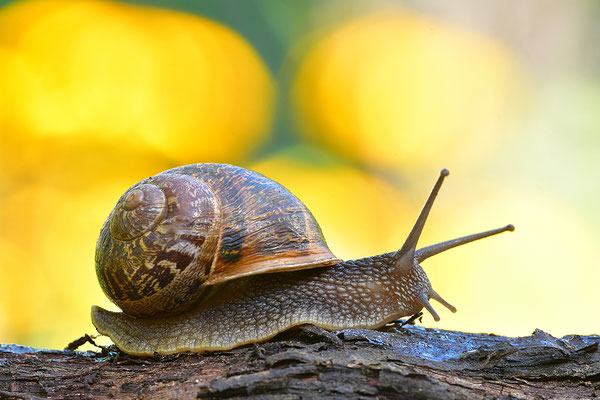 Gefleckte Weinbergschnecke