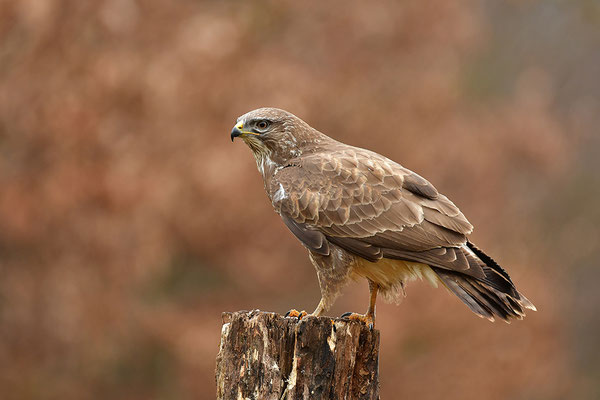 Mäusebussard