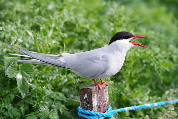 Küstenseeschwalbe