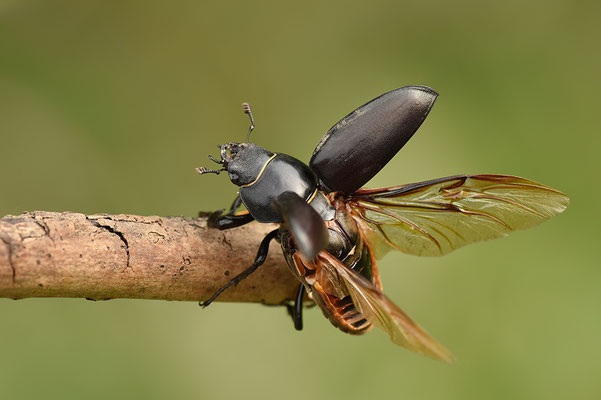 Hirschkäfer Weibchen abfliegend