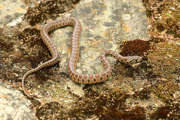 Leopardnatter