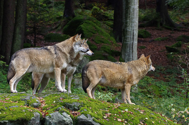 Wölfe, Nationalpark Bayrischer Wald Tierfreigelände Neuschönau