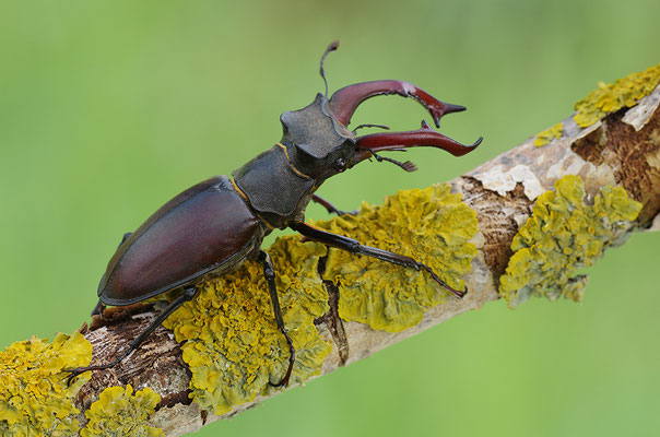 Hirschkäfer Männchen