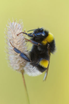 Wiesenhummel