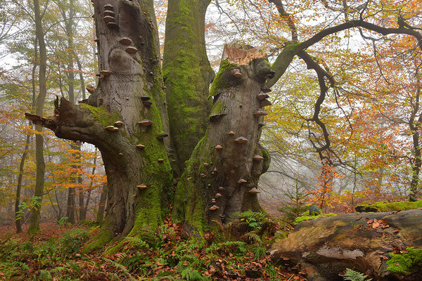 Urwald Sababurg