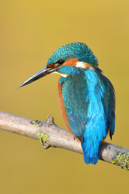 Eisvogel