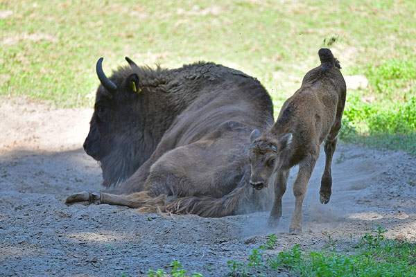 Wisent