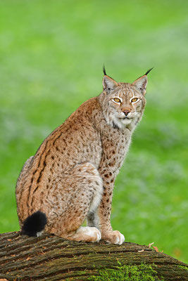 Luchs
