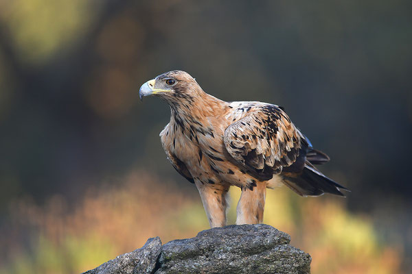 Kaiseradler Jungvogel