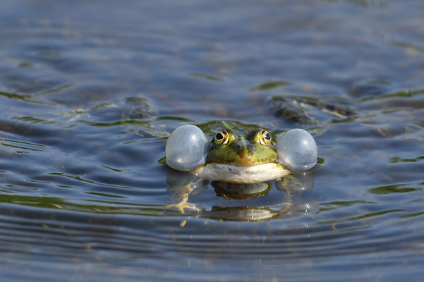 Teichfrosch
