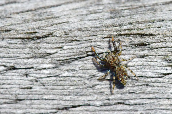 Springspinne