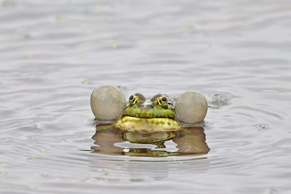 Seefrosch
