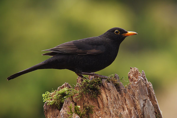 Amsel Männchen
