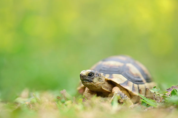 Breitrandschildkröte Jungtier