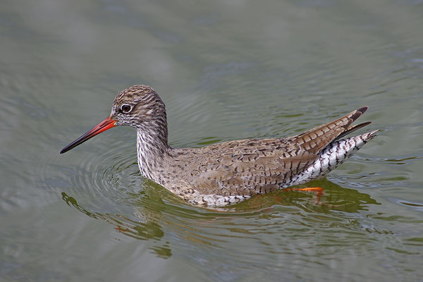 Rotschenkel schwimmend