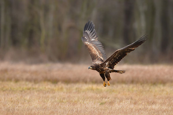 Seeadler fliegend