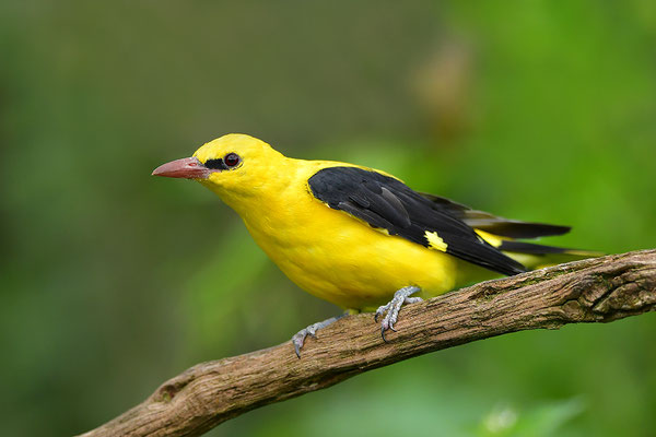 Pirol Männchen