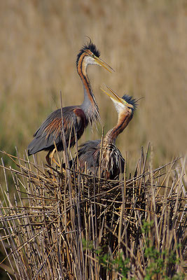 Purpurreiher am Nest