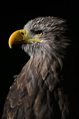 Seeadler