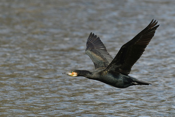 Kormoran im Flug