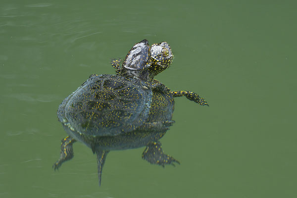 Europäische Sumpfschildkröte Paarung