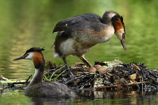 Haubentaucher am Nest