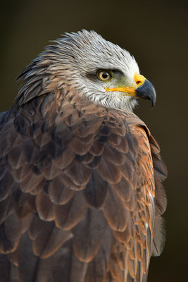 Schwarzmilan Portrait