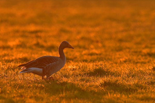 Graugänse im Abendlicht