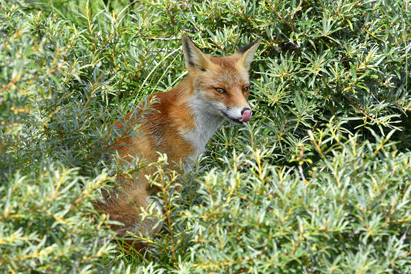 Fuchs