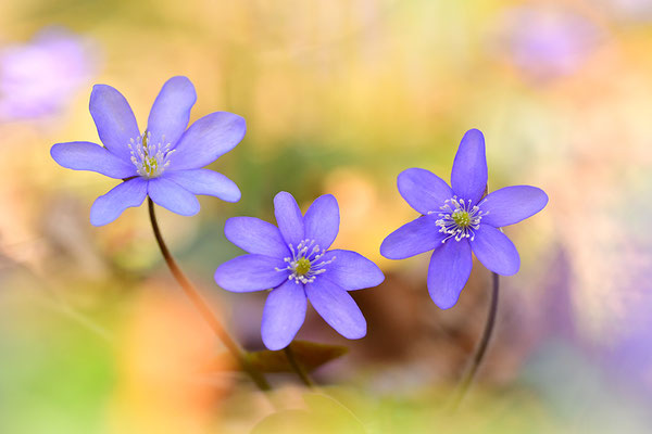 Leberblümchen