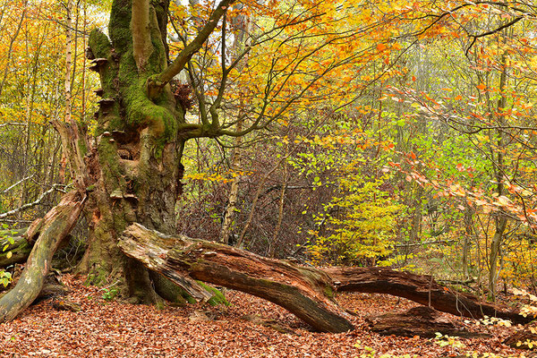Urwald Sababurg