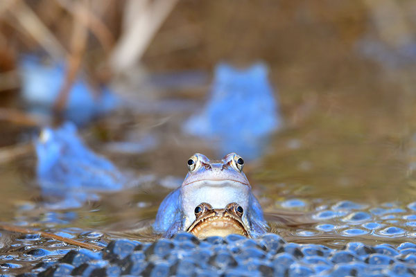 Moorfrosch