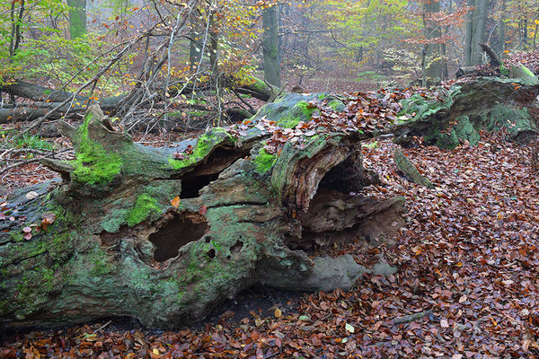 Urwald Sababurg