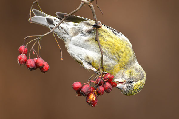 Bindenkreuzschnabel Weibchen