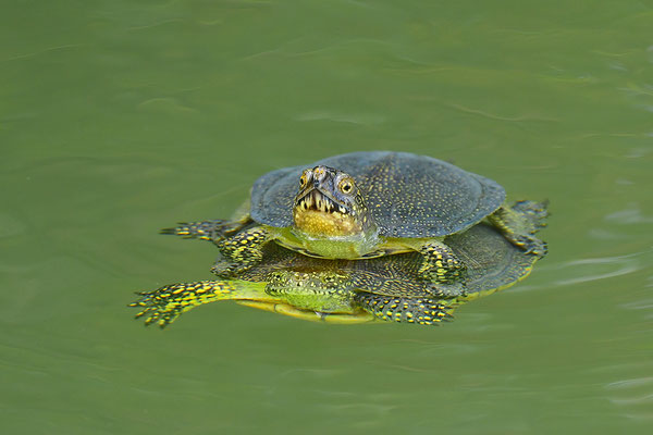 Europäische Sumpfschildkröte Paarung
