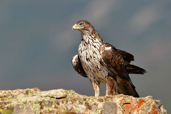 Habichtsadler