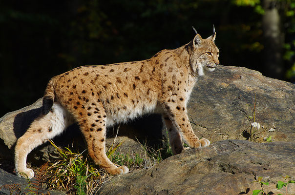 Luchs Nationalpark Bayrischer Wald Tierfreigelände Neuschönau