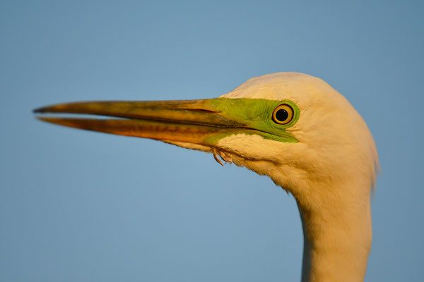 Silberreiher Kopfportrait