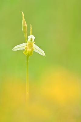 Gelbe Bienenragwurz, var. flavescens