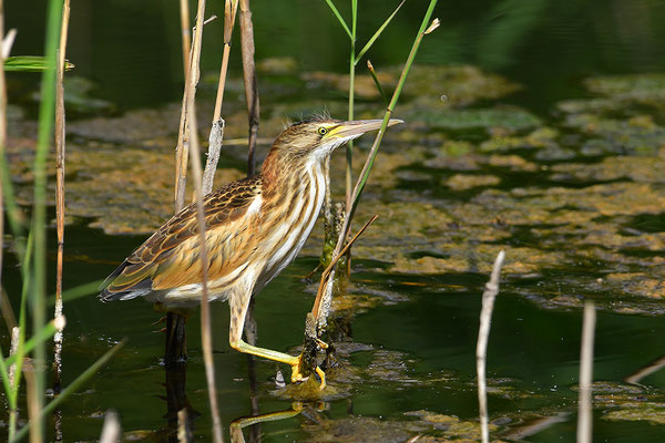 Zwergdommel Jungvogel