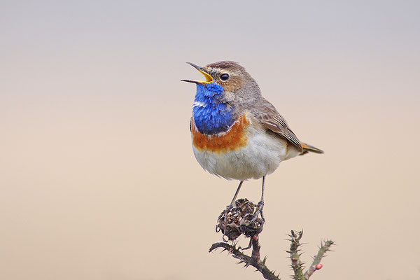 Blaukehlchen