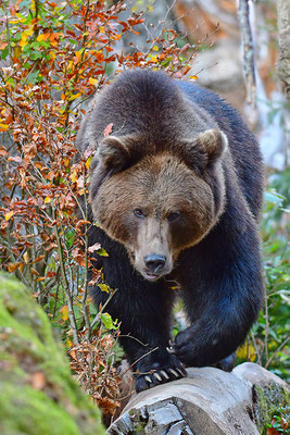 Braunbär, Nationalpark Bayrischer Wald Tierfreigelände Neuschönau