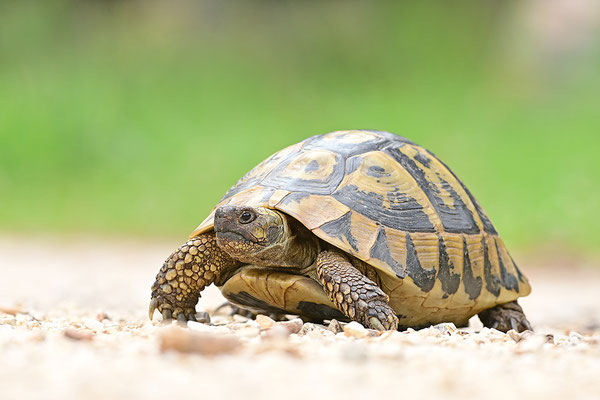 Griechische Landschildkröte