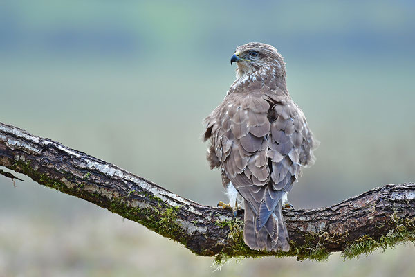 Mäusebussard