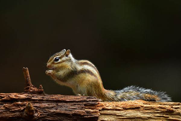 Sibirisches Streifenhörnchen