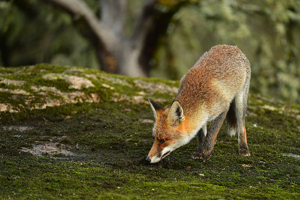 Fuchs