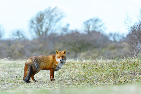 Fuchs