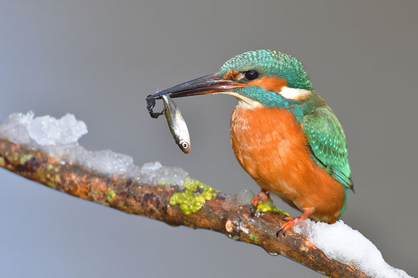 Eisvogel