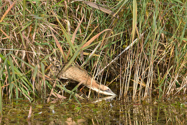 Rohrdommel bei der Jagd